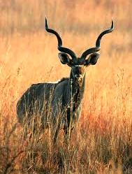 Kudu, símbolo das savanas sul-africanas.