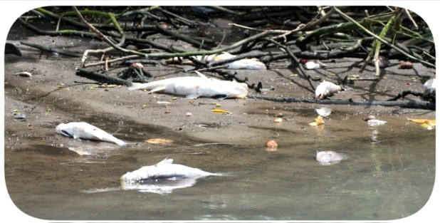 Mortandade de peixes na lagoa de Marapendi, na Barra /Foto: Mario Moscatelli