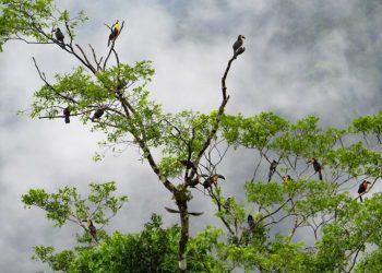 PESQUISADORES DENUNCIAM DESMONTE DE ÓRGÃOS DE PESQUISA AMBIENTAL EM SP