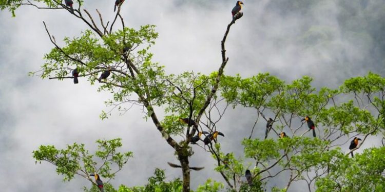 PESQUISADORES DENUNCIAM DESMONTE DE ÓRGÃOS DE PESQUISA AMBIENTAL EM SP