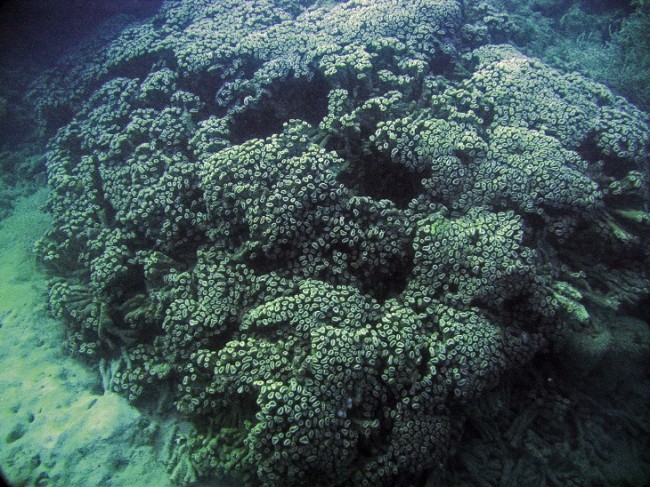 Projeto Coral Vivo - Mussismilia harttii - colônia gigante no Recife de Fora - mais de  3 metros de diâmetro (1)