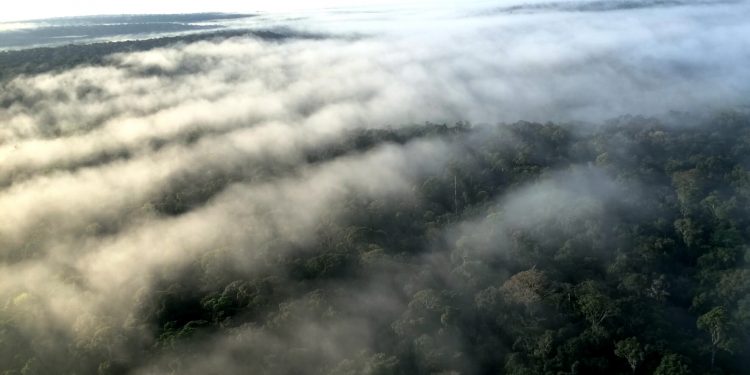 PROTEÇÃO DE “RIOS VOADORES” DA AMAZÔNIA UNE TCE, PREFEITURA DA CAPITAL DO ACRE E PREFEITURA DE SÃO PAULO