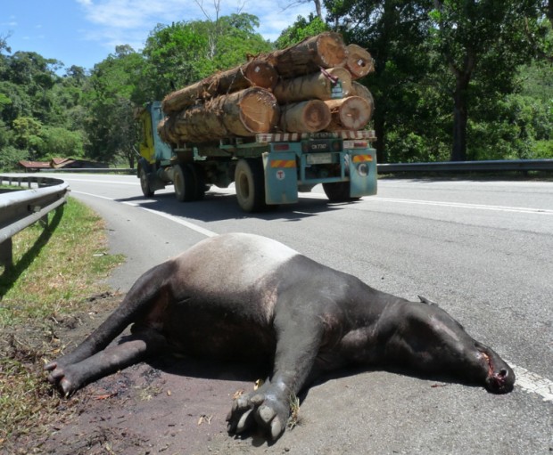  Anta-da-malásia morta por atropelamento no norte da Malásia Peninsular Foto: ©WWF-Malaysia.