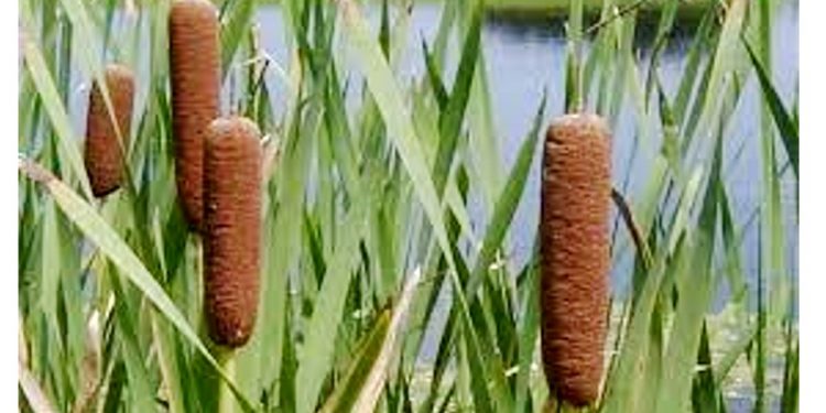 ESTUDO MOSTRA EFICÁCIA DE PLANTA AQUÁTICA PARA RECUPERAR AMBIENTE IMPACTADO POR MINÉRIO DE FERRO