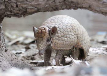 NA CAATINGA, INICIATIVAS ALIAM CONSERVAÇÃO E ADAPTAÇÃO CLIMÁTICA