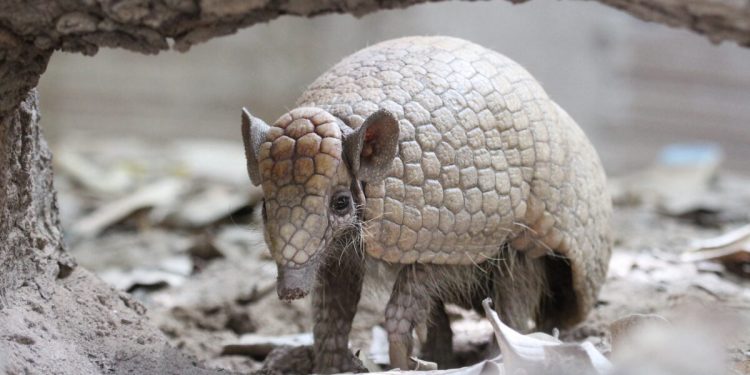 NA CAATINGA, INICIATIVAS ALIAM CONSERVAÇÃO E ADAPTAÇÃO CLIMÁTICA