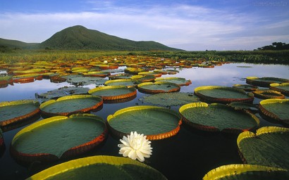 Vitoria-regia-na-Amazonia_1920x1200