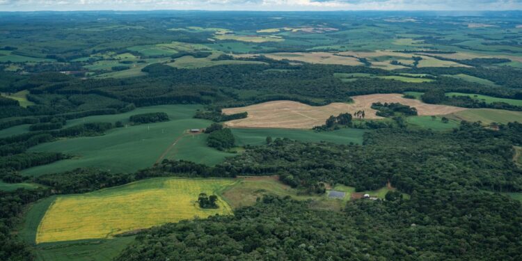 O QUE É MELHOR PROTEGER: GRANDES FLORESTAS OU VÁRIOS FRAGMENTOS? NOVO ESTUDO REACENDE POLÊMICA