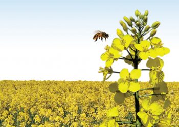 PROCESSO REGULATÓRIO E ANÁLISE DE RISCO AMBIENTAL DE AGROTÓXICOS NO BRASIL