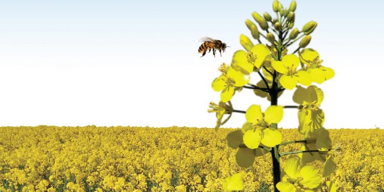 PROCESSO REGULATÓRIO E ANÁLISE DE RISCO AMBIENTAL DE AGROTÓXICOS NO BRASIL