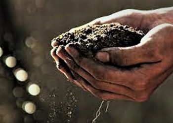 NOVA YORK APROVA COMPOSTAGEM COM RESTOS HUMANOS