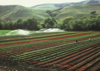 PRODUÇÃO AGROPECUÁRIA NA MATA ATLÂNTICA PODE SE TORNAR NEUTRA EM CARBONO DENTRO DE 20 ANOS