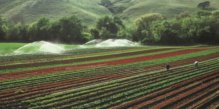 PRODUÇÃO AGROPECUÁRIA NA MATA ATLÂNTICA PODE SE TORNAR NEUTRA EM CARBONO DENTRO DE 20 ANOS