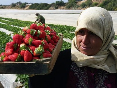 agricultura em gaza