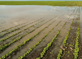 AICA CENÁRIOS – IMPACTO DO DESASTRE CLIMÁTICO GAÚCHO NO AGRO DO BRASIL