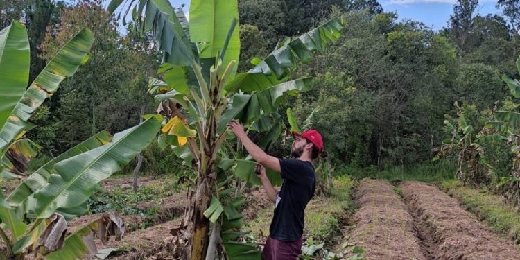 1 MILHÃO DE HECTARES DE AGROFLORESTAS PODEM PRODUZIR 150 MILHÕES DE TONELADAS DE COMIDA, DIZ ESTUDO