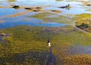 O PANTANAL DE ÁGUAS PERMANENTES É FOCO DO TRABALHO DO INSTITUTO AGWA – AGRO OTIMISTA