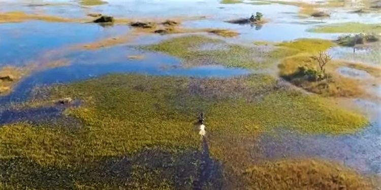 O PANTANAL DE ÁGUAS PERMANENTES É FOCO DO TRABALHO DO INSTITUTO AGWA – AGRO OTIMISTA