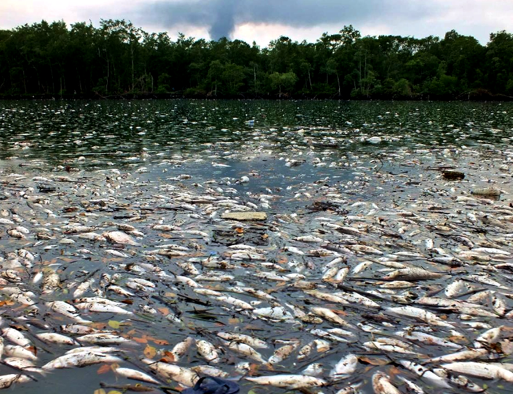 Mais de 10 toneladas de peixes mortos decorrentes de óleo derramado durante incêndio em Alemoa. (Imagem reproduzida da internet)