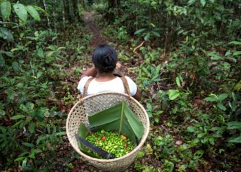 ESTUDO APRESENTA POSSIBILIDADES PARA A TRANSIÇÃO FLORESTAL PRODUTIVA NA AMAZÔNIA