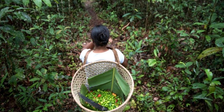 ESTUDO APRESENTA POSSIBILIDADES PARA A TRANSIÇÃO FLORESTAL PRODUTIVA NA AMAZÔNIA