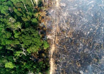 AMAZONAS APROVA PROJETO QUE FRAGILIZA LICENCIAMENTO AMBIENTAL