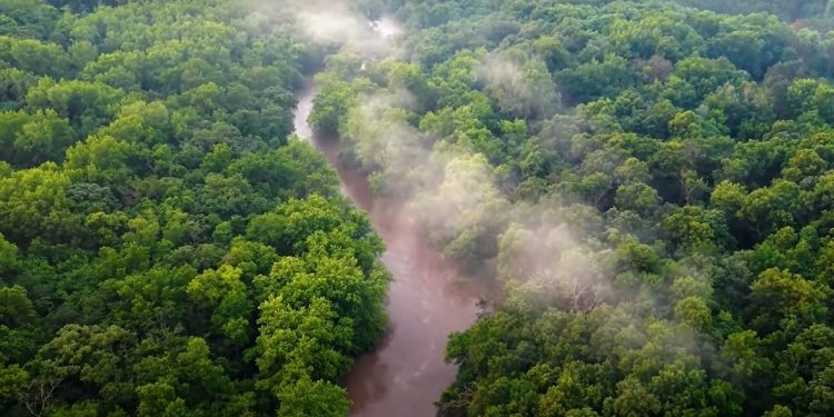TORRES DE 35M NO MEIO DA AMAZÔNIA VÃO MEDIR ESTRAGOS DA CRISE CLIMÁTICA