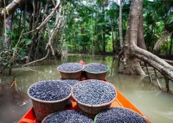 DIA DA AMAZÔNIA: FORTALECER A BIOECONOMIA E COMBATER O DESMATAMENTO PRECISAM SER MOVIMENTOS SIMULTÂNEOS