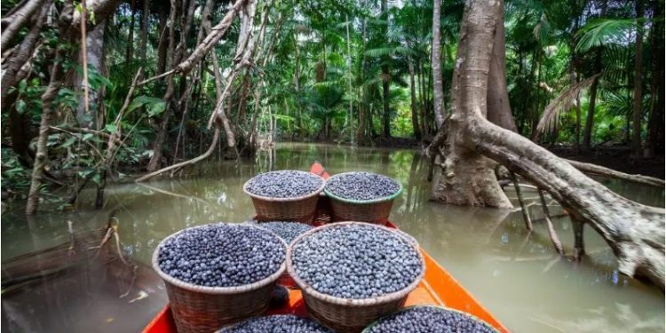 DIA DA AMAZÔNIA: FORTALECER A BIOECONOMIA E COMBATER O DESMATAMENTO PRECISAM SER MOVIMENTOS SIMULTÂNEOS