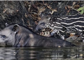 RESTAURAÇÃO TRANSFORMA PASTAGENS EM REFÚGIO DE VIDA SELVAGEM NA MATA ATLÂNTICA