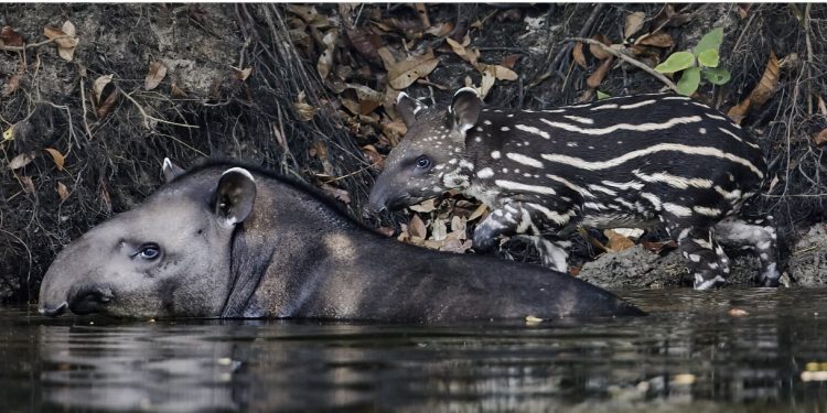 RESTAURAÇÃO TRANSFORMA PASTAGENS EM REFÚGIO DE VIDA SELVAGEM NA MATA ATLÂNTICA