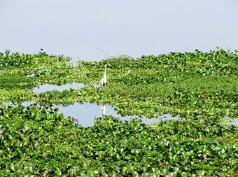 Várzea do rio Tietê no reservatório de Barra Bonita. Imagem: André Bonacin/Panoramio (em atendimento à norma legal 9.610/98)