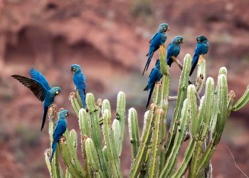 DIA NACIONAL DA CAATINGA: O BIOMA ESQUECIDO