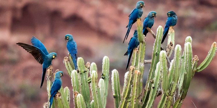 DIA NACIONAL DA CAATINGA: O BIOMA ESQUECIDO