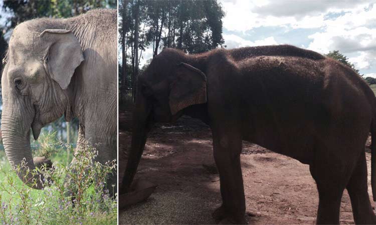 Guida (D) vive há cinco anos num sítio em Paraguaçu, no Sul de Minas, com outra elefanta, Maya (foto: Santuário dos Elefantes/ Divulgação )