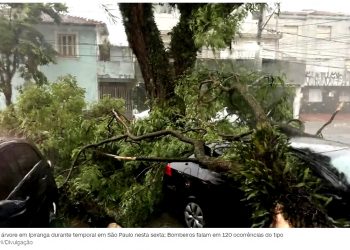 PROJETOS PARA AVALIAR RISCO DE QUEDA DE ÁRVORES NÃO SAÍRAM DO PAPEL EM SP