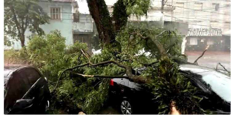 PROJETOS PARA AVALIAR RISCO DE QUEDA DE ÁRVORES NÃO SAÍRAM DO PAPEL EM SP