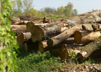 ÁREA DE FLORESTA PER CAPITA NO MUNDO CAIU 60% EM SEIS DÉCADAS, DIZ ESTUDO