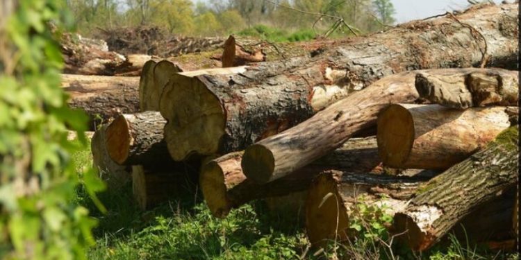 ÁREA DE FLORESTA PER CAPITA NO MUNDO CAIU 60% EM SEIS DÉCADAS, DIZ ESTUDO