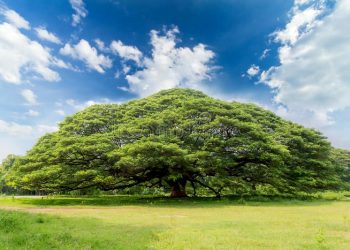 PARA O DIA NACIONAL DA ÁRVORE UMA SUGESTÃO: PRESERVE-A
