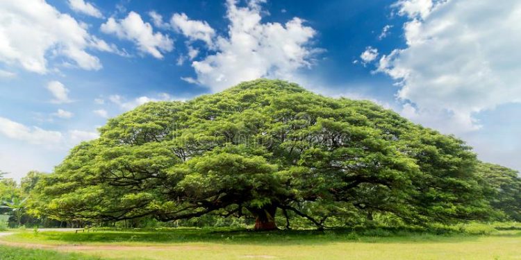 PARA O DIA NACIONAL DA ÁRVORE UMA SUGESTÃO: PRESERVE-A