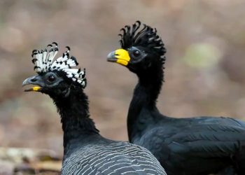 PESQUISA DETECTA O DESAPARECIMENTO DE 80 ESPÉCIES DE AVES EM FLORESTAS DE SP