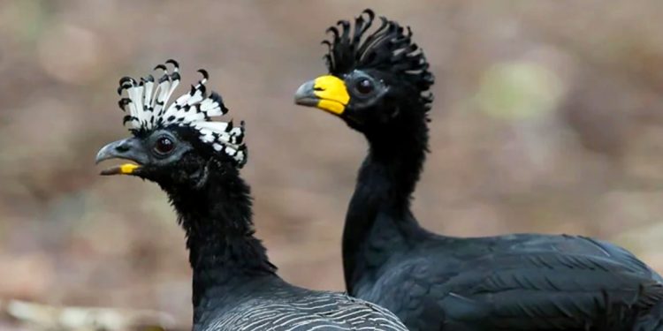 PESQUISA DETECTA O DESAPARECIMENTO DE 80 ESPÉCIES DE AVES EM FLORESTAS DE SP