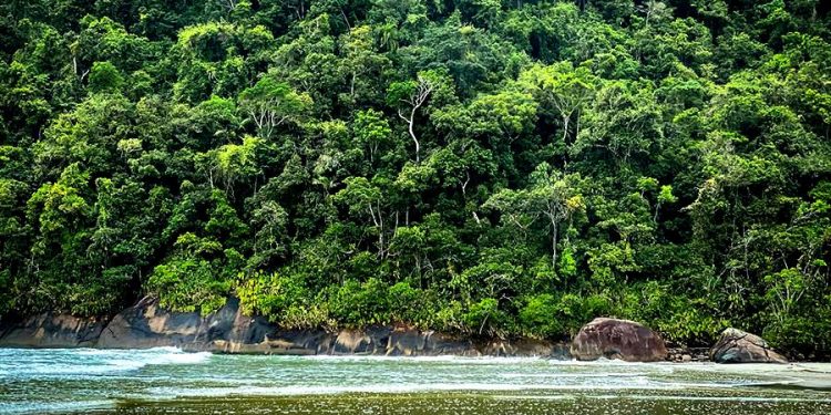 VIVA A RESTAURAÇÃO DA MATA ATLÂNTICA