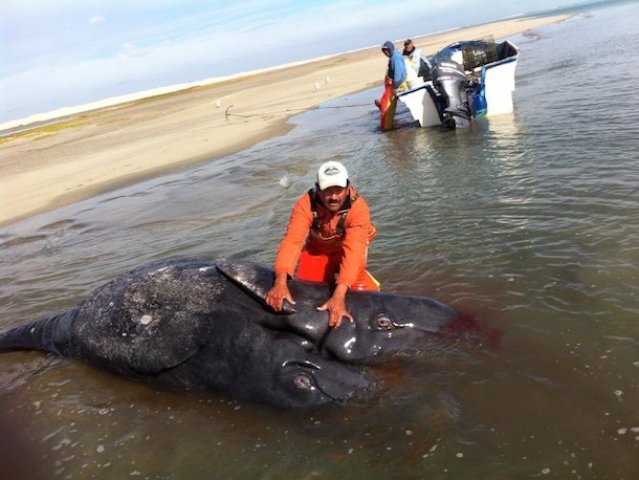 baleia-cinza-siamesa-méxico-pacífico-fukushima