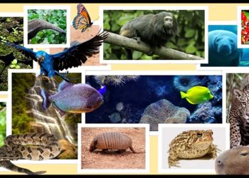 DIA MUNDIAL DA BIODIVERSIDADE: O BRASIL TEM O QUE COMEMORAR?