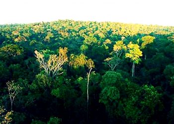 SERÁ QUE O BRASIL APROVEITARÁ AS OPORTUNIDADES CLIMÁTICAS DA AMAZÔNIA E DA MATA ATLÂNTICA?