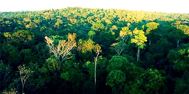 SERÁ QUE O BRASIL APROVEITARÁ AS OPORTUNIDADES CLIMÁTICAS DA AMAZÔNIA E DA MATA ATLÂNTICA?