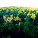 SERÁ QUE O BRASIL APROVEITARÁ AS OPORTUNIDADES CLIMÁTICAS DA AMAZÔNIA E DA MATA ATLÂNTICA?