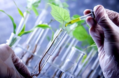 Scientist examine plants